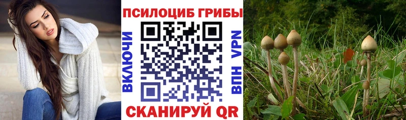 Псилоцибиновые грибы Psilocybine cubensis  Козловка 